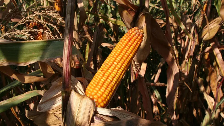 Rubrik_Landwirtschaft___Gentechnik_Mais_c.pixabay